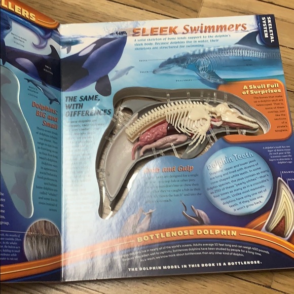 🏷️ Uncover Dolphin 3D Model Learning Book - Picture 2 of 7